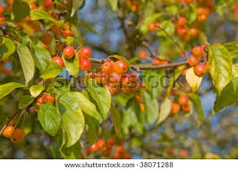 Attēlu rezultāti vaicājumam “Malus prunifolia fruit”
