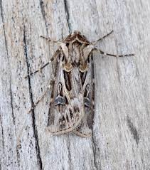 Attēlu rezultāti vaicājumam “Agrotis vestigialis”