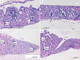 Image result for Coregonus lavaretus