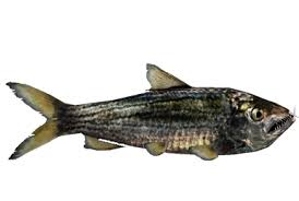 Image result for Scyliorhinus stellaris