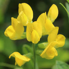 Attēlu rezultāti vaicājumam “Lathyrus pratensis leaf”