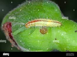 Attēlu rezultāti vaicājumam “Cnaemidophorus rhododactyla”