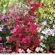 Image result for Nicotiana x sanderae `Perfume`F1
