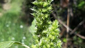 Attēlu rezultāti vaicājumam “Amaranthus retroflexus flower”