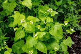 Image result for Alliaria petiolata