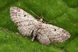 Attēlu rezultāti vaicājumam “Eupithecia sinuosaria”