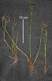 Attēlu rezultāti vaicājumam “Juncus articulatus”