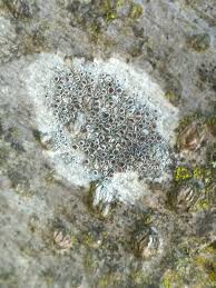 Attēlu rezultāti vaicājumam “Lecanora argentata”