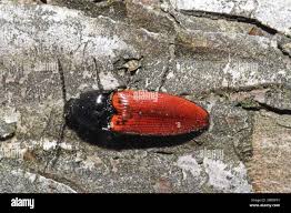 Attēlu rezultāti vaicājumam “Ampedus sp.”