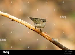 Image result for Phylloscopus humei