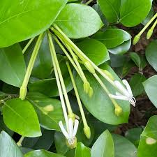 Attēlu rezultāti vaicājumam “Lophozia longiflora”