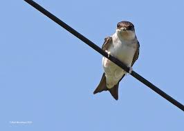 Attēlu rezultāti vaicājumam “Delichon urbicum juvenile”