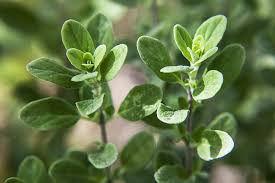 Image result for Origanum majorana