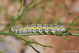 Attēlu rezultāti vaicājumam “Shargacucullia scrophulariae”