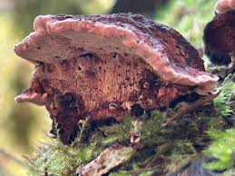 Attēlu rezultāti vaicājumam “Fomitopsis rosea”