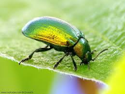 Attēlu rezultāti vaicājumam “Linaeidea aenea”