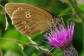 Attēlu rezultāti vaicājumam “Aphantopus hyperantus”