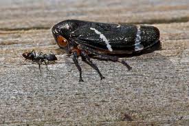 Attēlu rezultāti vaicājumam “Auchenorrhyncha”