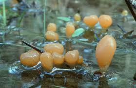 Attēlu rezultāti vaicājumam “Mitrula paludosa”