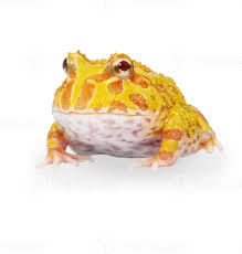 Image result for Ceratophrys ornata