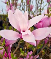Attēlu rezultāti vaicājumam “Magnolia”