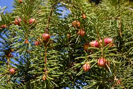 Attēlu rezultāti vaicājumam “Pseudotsuga menziesii fruit”