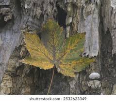 Attēlu rezultāti vaicājumam “Acer pseudoplatanus fo. purpurascens leaf”