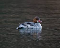 Attēlu rezultāti vaicājumam “Mergus merganser juvenile”