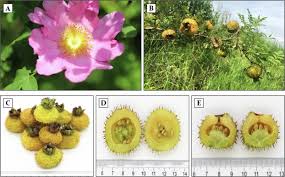 Attēlu rezultāti vaicājumam “Rosa subcanina fruit”