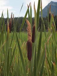Attēlu rezultāti vaicājumam “Typha latifolia leaf”