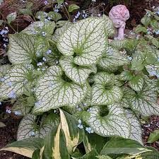 Image result for Brunnera `Jack Frost`