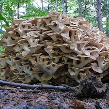 Attēlu rezultāti vaicājumam “Polyporus umbellatus”