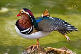 Attēlu rezultāti vaicājumam “Aix galericulata male”