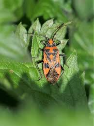 Attēlu rezultāti vaicājumam “Corizus hyoscyami”