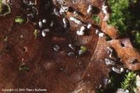 Attēlu rezultāti vaicājumam “Physarum bitectum spores”