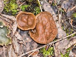 Attēlu rezultāti vaicājumam “Discina perlata”