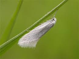 Attēlu rezultāti vaicājumam “Elachista argentella”