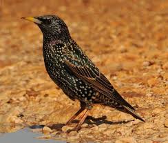 Attēlu rezultāti vaicājumam “Sturnus vulgaris”