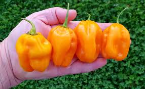 Afbeeldingsresultaat voor mme jeanette hot pepper