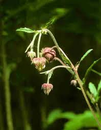 Attēlu rezultāti vaicājumam “Geum rivale bud”
