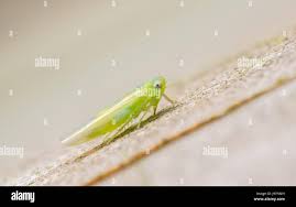 Attēlu rezultāti vaicājumam “Empoasca sp.”