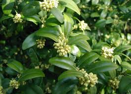 Attēlu rezultāti vaicājumam “Buxus sempervirens flower”