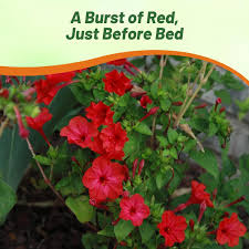 Image result for Mirabilis jalapa