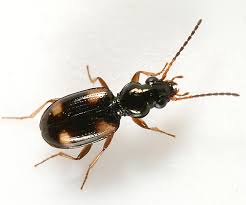 Attēlu rezultāti vaicājumam “Bembidion quadrimaculatum”