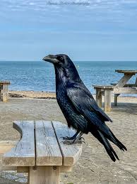 Image result for Merseyside Ravens