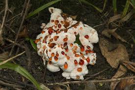 Attēlu rezultāti vaicājumam “Abortiporus biennis”