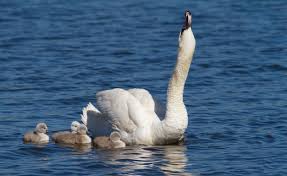 Attēlu rezultāti vaicājumam “Cygnus cygnus adult”