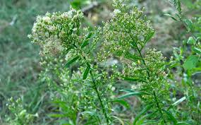 Attēlu rezultāti vaicājumam “Erigeron canadensis”