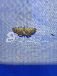 Attēlu rezultāti vaicājumam “Anticollix sparsata”