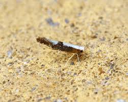 Attēlu rezultāti vaicājumam “Argyresthia spinosella”